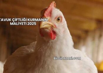 Tavuk Çiftliği Kurmanın Maliyeti 2025