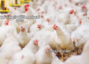 Tavuk Çiftliği Maliyeti 2025