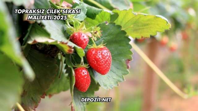 Topraksız Çilek Serası Maliyeti 2025