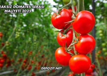 Topraksız Domates Serası Maliyeti 2025