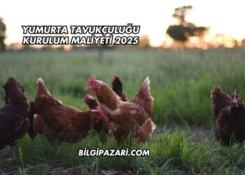 Yumurta Tavukçuluğu Kurulum Maliyeti 2025