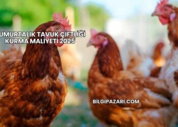 Yumurtalık Tavuk Çiftliği Kurma Maliyeti 2025