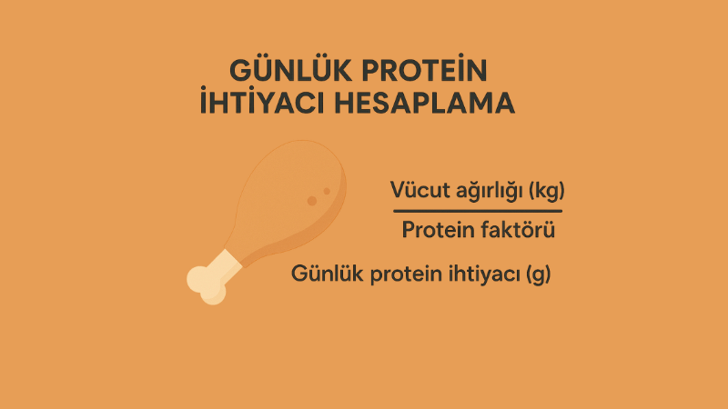 Günlük Protein İhtiyacı Hesaplama
