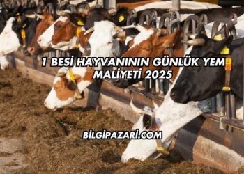 1 Besi Hayvanının Günlük Yem Maliyeti 2025
