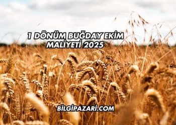 1 Dönüm Buğday Ekim Maliyeti 2025