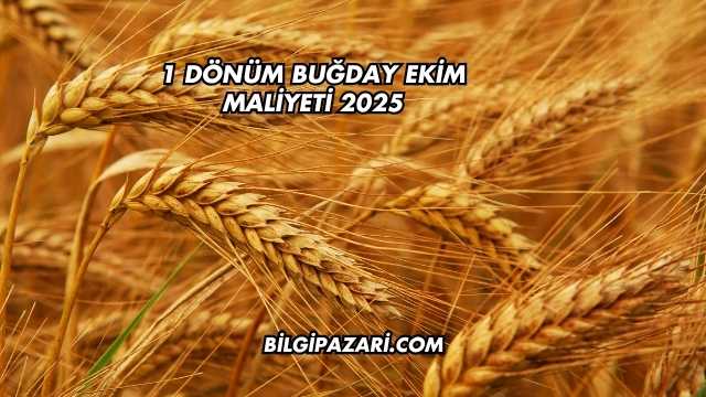 1 Dönüm Buğday Ekim Maliyeti 2025