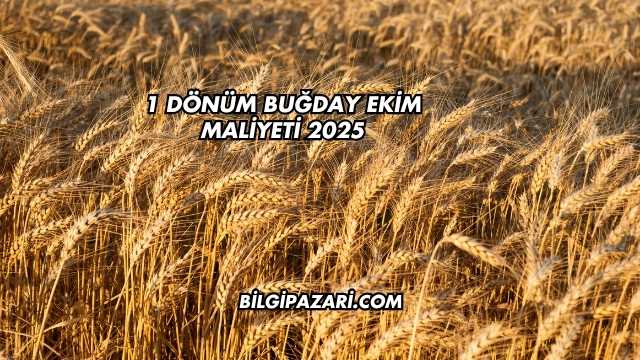 1 Dönüm Buğday Ekim Maliyeti 2025