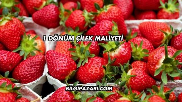 1 Dönüm Çilek Maliyeti