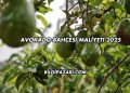 Avokado Bahçesi Maliyeti 2025