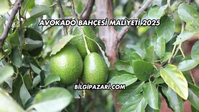 Avokado Bahçesi Maliyeti 2025