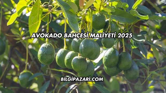 Avokado Bahçesi Maliyeti 2025
