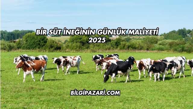 Bir Süt İneğinin Günlük Maliyeti 2025