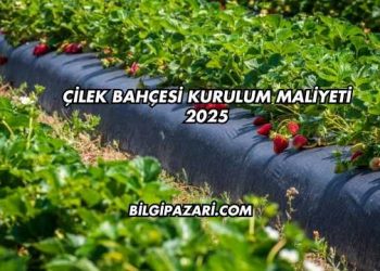 Çilek Bahçesi Kurulum Maliyeti 2025