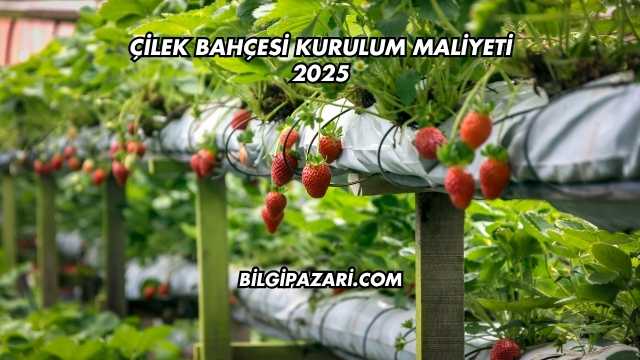 Çilek Bahçesi Kurulum Maliyeti 2025