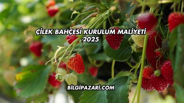 Çilek Bahçesi Kurulum Maliyeti 2025