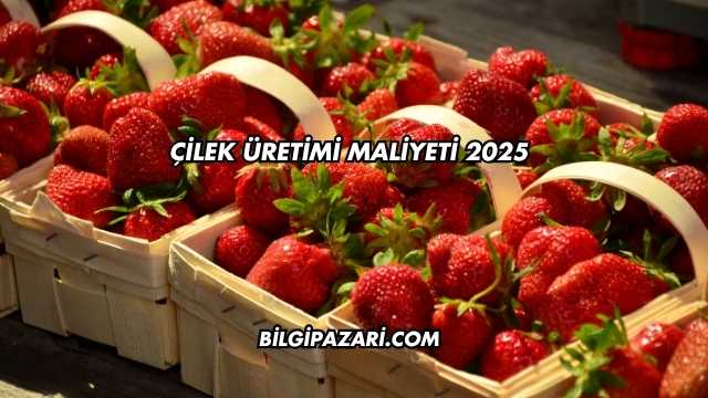 Çilek Üretimi Maliyeti 2025