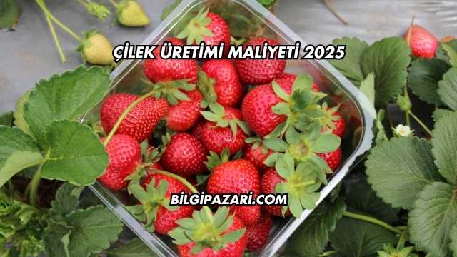 Çilek Üretimi Maliyeti 2025