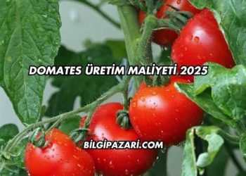 Domates Üretim Maliyeti 2025