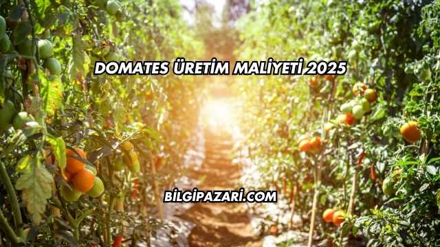 Domates Üretim Maliyeti 2025