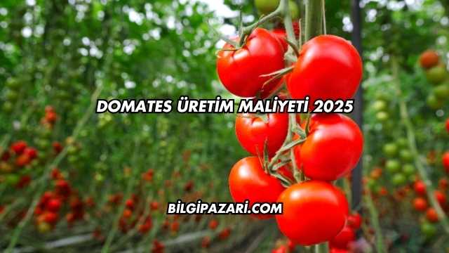 Domates Üretim Maliyeti 2025
