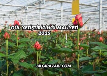 Gül Yetiştiriciliği Maliyeti 2025
