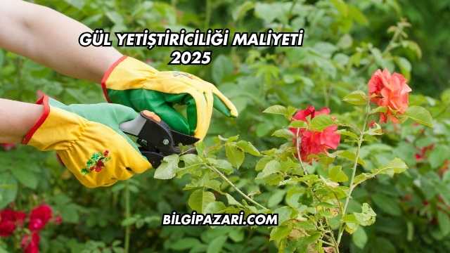 Gül Yetiştiriciliği Maliyeti 2025
