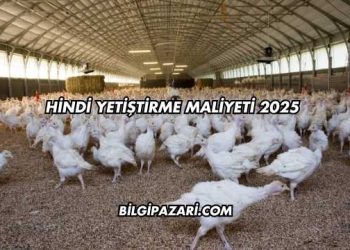 Hindi Yetiştirme Maliyeti 2025