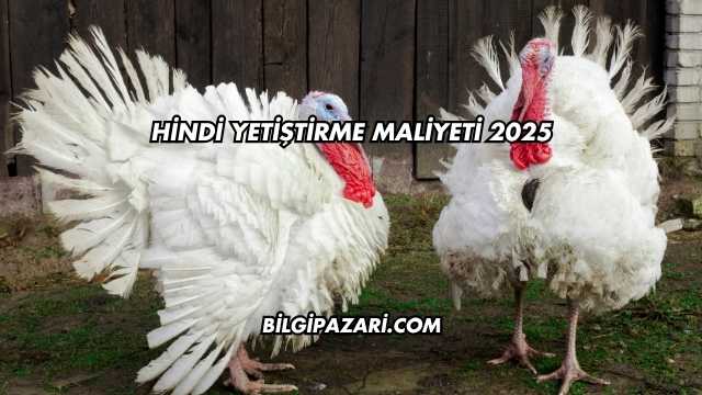 Hindi Yetiştirme Maliyeti 2025