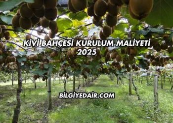 Kivi Bahçesi Kurulum Maliyeti 2025