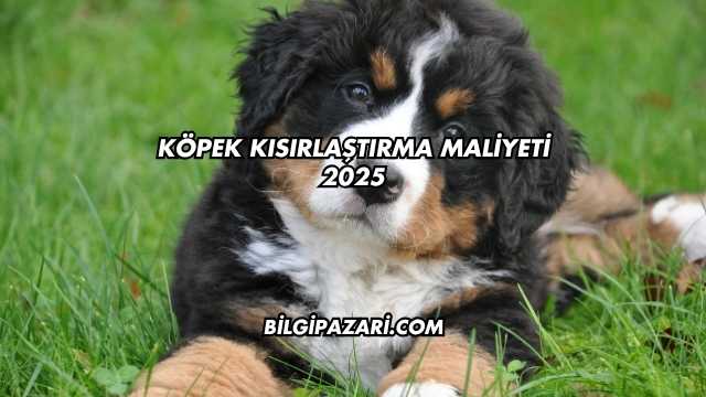 Köpek Kısırlaştırma Maliyeti 2025