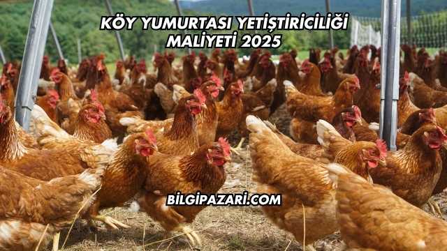 Köy Yumurtası Yetiştiriciliği Maliyeti 2025