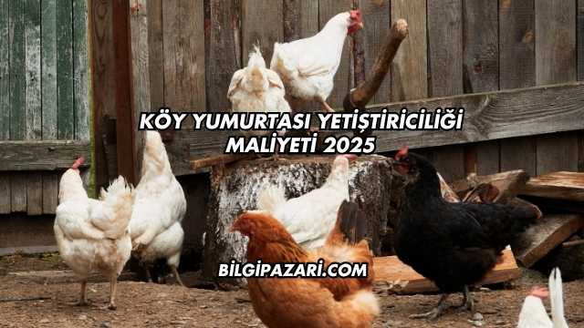 Köy Yumurtası Yetiştiriciliği Maliyeti 2025
