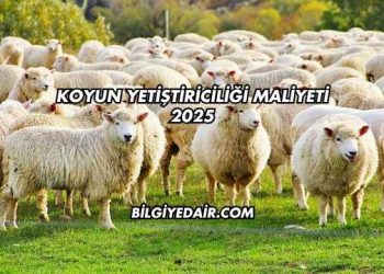 Koyun Yetiştiriciliği Maliyeti 2025