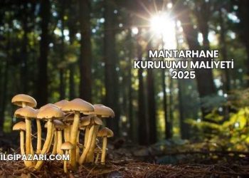 Mantarhane Kurulumu Maliyeti 2025