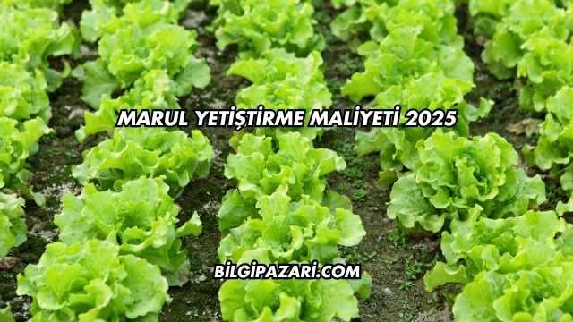 Marul Yetiştirme Maliyeti 2025
