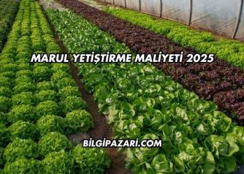 Marul Yetiştirme Maliyeti 2025