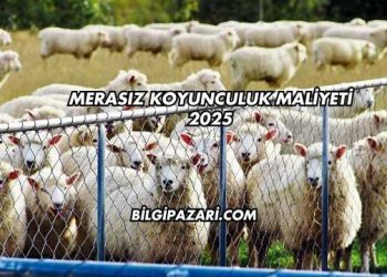 Merasız Koyunculuk Maliyeti 2025