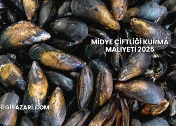 Midye Çiftliği Kurma Maliyeti 2025