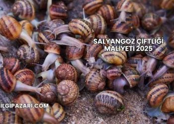 Salyangoz Çiftliği Maliyeti 2025