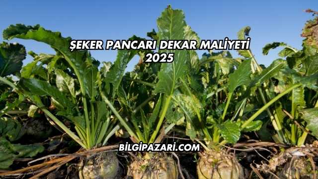 Şeker Pancarı Dekar Maliyeti 2025