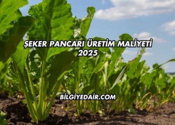 Şeker Pancarı Üretim Maliyeti 2025