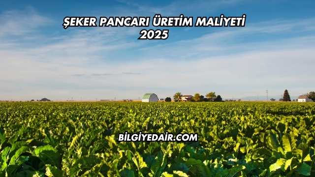 Şeker Pancarı Üretim Maliyeti 2025