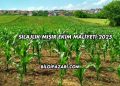 Silajlık Mısır Ekim Maliyeti 2025
