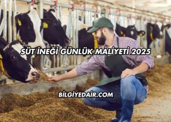Süt İneği Günlük Maliyeti 2025