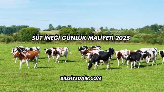 Süt İneği Günlük Maliyeti 2025