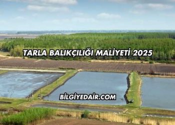 Tarla Balıkçılığı Maliyeti 2025