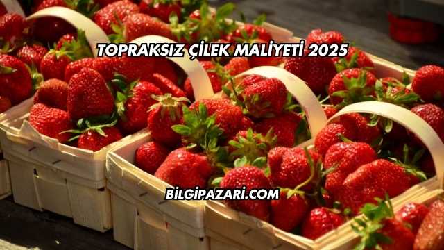 Topraksız Çilek Maliyeti 2025