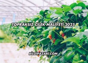 Topraksız Çilek Maliyeti 2025