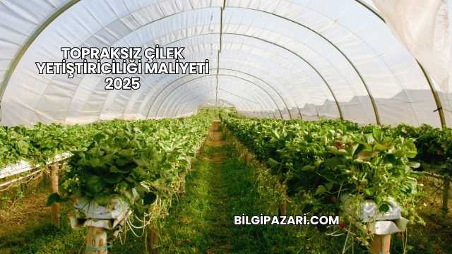 Topraksız Çilek Yetiştiriciliği Maliyeti 2025