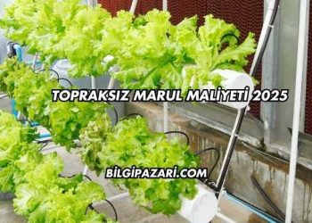 Topraksız Marul Maliyeti 2025